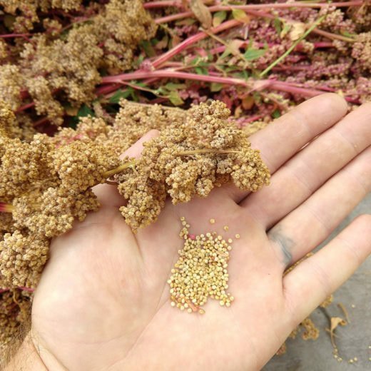 quinoa-khane-ke-fayde-quinoa-health-benefits-in